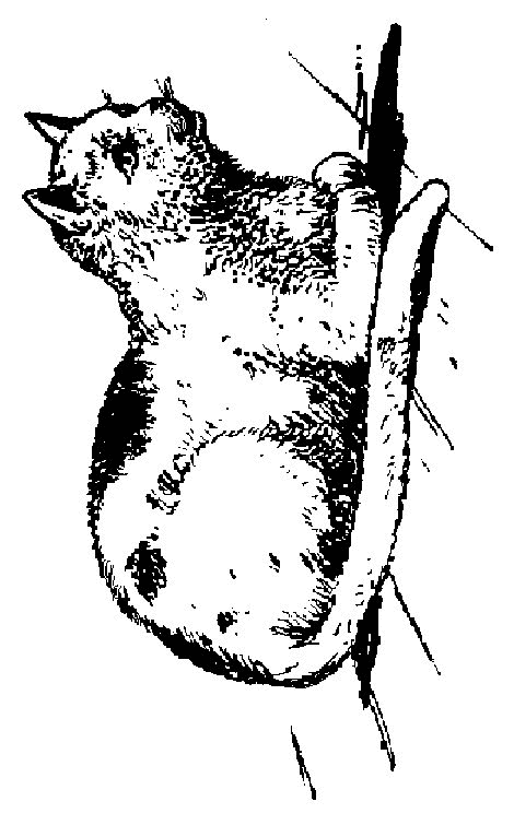 Plansa de colorat cu Pisica 35 51